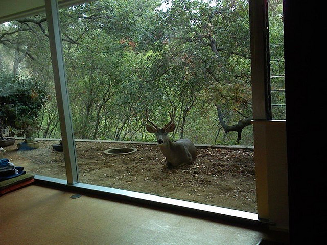 Nature lying beyond the glass. Taylor House. View east. Photo by Larry Schaffer. 